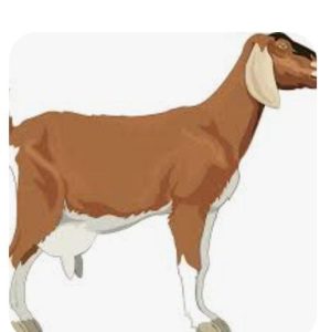 Kambing Warga Dicuri, Pelaku Inisial R Dkk Tak Digiring ke Polisi